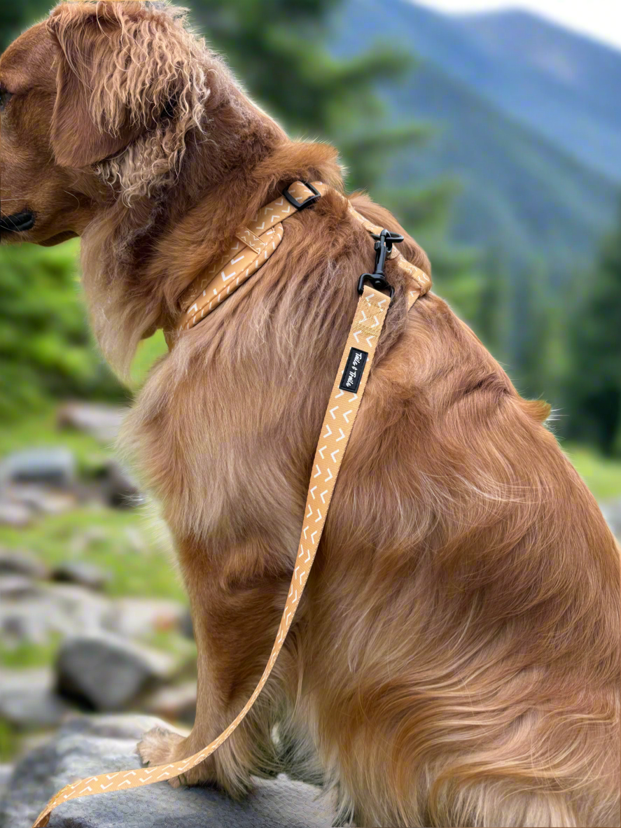 Arrowhead Trail Leash