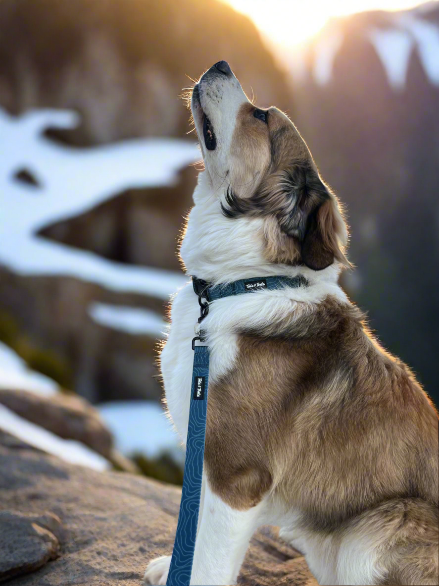 Evergreen Trail Collar