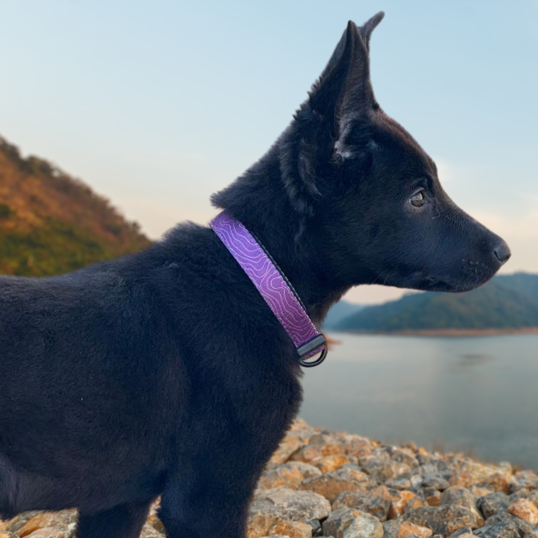 Elderberry Trail Collar