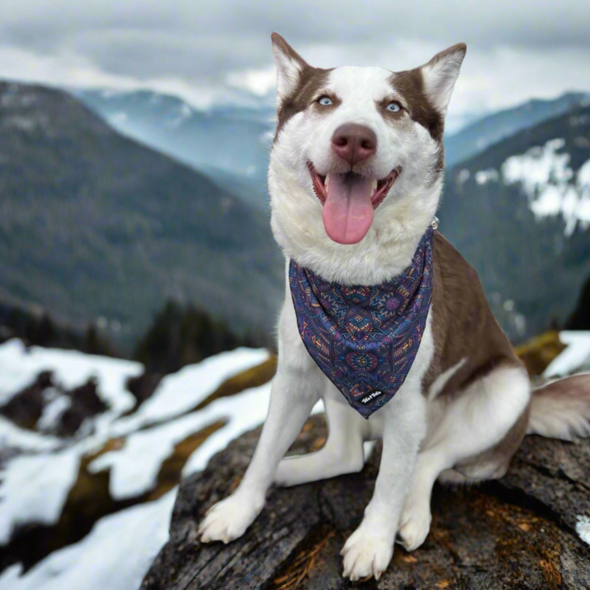 Wolfpack Bandana