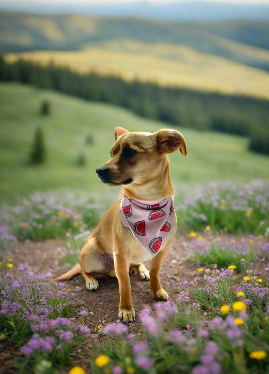 Melon Bandana