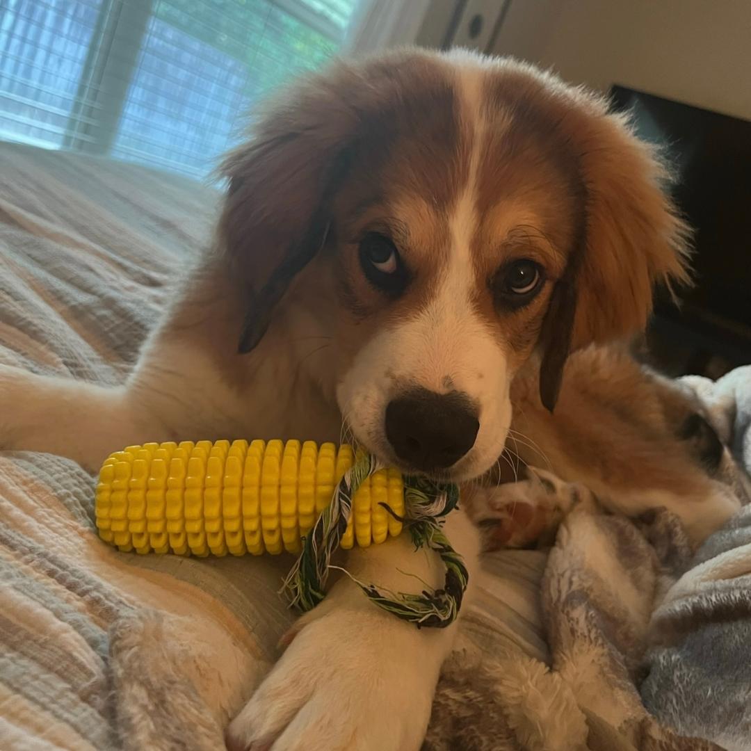 Dog Corn Chew Toy