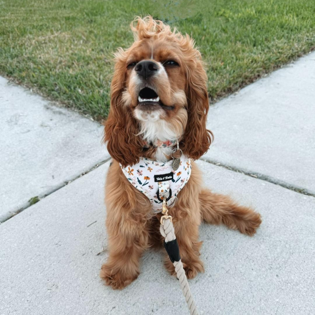 Wildflower Trail Harness